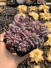 Load image into Gallery viewer, Graptoveria Crested Debbie - April Farm/Rare Succulents