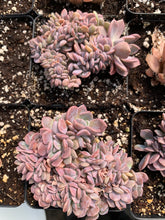 Load image into Gallery viewer, Graptoveria Crested Debbie - April Farm/Rare Succulents