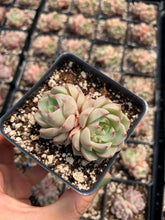 Load image into Gallery viewer, Echeveria Ben Badis - April Farm/Rare Succulents