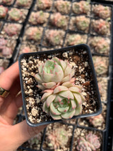 Load image into Gallery viewer, Echeveria Ben Badis - April Farm/Rare Succulents
