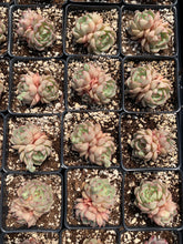Load image into Gallery viewer, Echeveria Ben Badis - April Farm/Rare Succulents