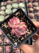 Load image into Gallery viewer, Echeveria "France Rose" single head - April Farm/Rare Succulents