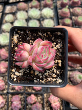 Load image into Gallery viewer, Echeveria "France Rose" single head - April Farm/Rare Succulents