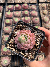 Load image into Gallery viewer, Echeveria Red Hole - April Farm/Rare Succulents