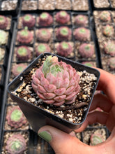 Load image into Gallery viewer, Echeveria Red Hole - April Farm/Rare Succulents