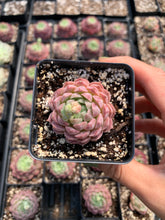 Load image into Gallery viewer, Echeveria Red Hole - April Farm/Rare Succulents