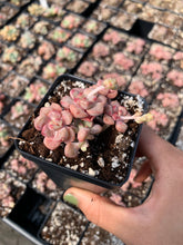 Load image into Gallery viewer, Echeveria Agavoides Tinklebell (mini cluster) - April Farm/Rare Succulents