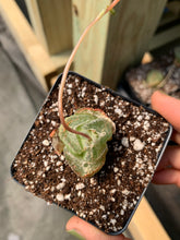 Load image into Gallery viewer, Bulbine mesembryanthemoides (green in winter) - April Farm/Rare Succulents