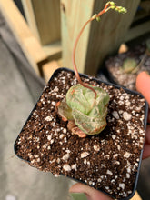 Load image into Gallery viewer, Bulbine mesembryanthemoides (green in winter) - April Farm/Rare Succulents