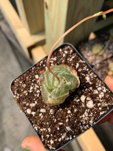 Load image into Gallery viewer, Bulbine mesembryanthemoides (green in winter) - April Farm/Rare Succulents