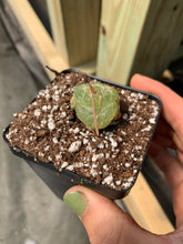 Load image into Gallery viewer, Bulbine mesembryanthemoides (green in winter) - April Farm/Rare Succulents