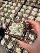 Load image into Gallery viewer, Sedum Variegated Clavatum single head - April Farm/Rare Succulents