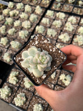Load image into Gallery viewer, Sedum Variegated Clavatum single head - April Farm/Rare Succulents