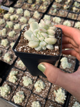 Load image into Gallery viewer, Sedum Variegated Clavatum single head - April Farm/Rare Succulents
