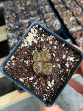 Load image into Gallery viewer, Conophytum pellucidum var terricolor - April Farm/Rare Succulents