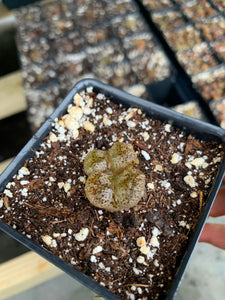 Conophytum pellucidum var terricolor - April Farm/Rare Succulents