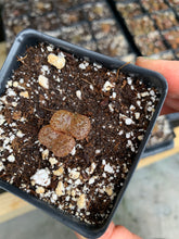 Load image into Gallery viewer, Conophytum pellucidum var terricolor - April Farm/Rare Succulents