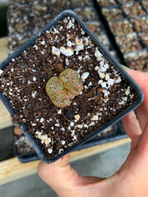 Load image into Gallery viewer, Conophytum pellucidum var terricolor - April Farm/Rare Succulents