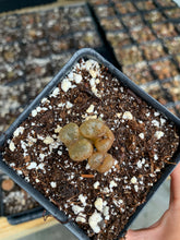 Load image into Gallery viewer, Conophytum pellucidum var terricolor - April Farm/Rare Succulents