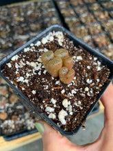 Load image into Gallery viewer, Conophytum pellucidum var terricolor - April Farm/Rare Succulents