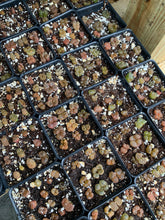 Load image into Gallery viewer, Conophytum pellucidum var terricolor - April Farm/Rare Succulents