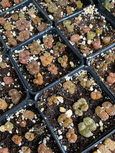 Conophytum pellucidum var terricolor - April Farm/Rare Succulents