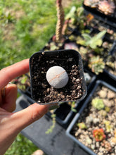 Load image into Gallery viewer, Rare Succulents - Dintheranthus pole-evansii golf