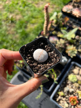 Load image into Gallery viewer, Rare Succulents - Dintheranthus pole-evansii golf