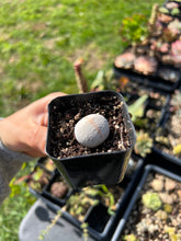 Load image into Gallery viewer, Rare Succulents - Dintheranthus pole-evansii golf