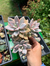 Load image into Gallery viewer, Graptoveria Victor Kane variegated - April Farm/Rare Succulents