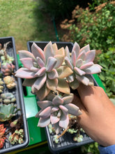 Load image into Gallery viewer, Graptoveria Victor Kane variegated - April Farm/Rare Succulents