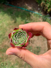 Load image into Gallery viewer, Sempervivum sp. (mini succulent single head) - April Farm/Rare Succulents