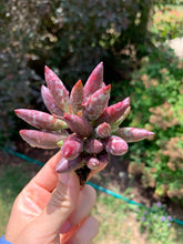 Load image into Gallery viewer, Adromischus antidorcatum - April Farm/Rare Succulents