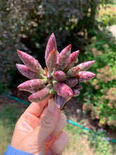 Load image into Gallery viewer, Adromischus antidorcatum - April Farm/Rare Succulents