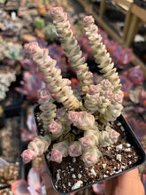 Load image into Gallery viewer, Crassula perforata variegated - April Farm/Rare Succulents