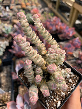 Load image into Gallery viewer, Crassula perforata variegated - April Farm/Rare Succulents