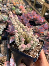 Load image into Gallery viewer, Crassula perforata variegated - April Farm/Rare Succulents