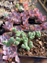 Load image into Gallery viewer, Echinus maximilianus (rooted) - April Farm/Rare Succulents