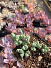 Load image into Gallery viewer, Echinus maximilianus (rooted) - April Farm/Rare Succulents