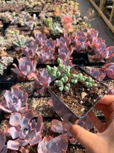 Load image into Gallery viewer, Echinus maximilianus (rooted) - April Farm/Rare Succulents