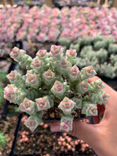 Load image into Gallery viewer, Crassula Rupestris v. 'pastel' - April Farm/Rare Succulents