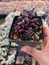 Load image into Gallery viewer, Crassula Lenophyllum variegated - April Farm/Rare Succulents