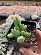 Load image into Gallery viewer, Cotyledon 'KONEKONOTUME' ‘Cat Claw’ - April Farm/Rare Succulents