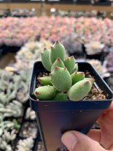 Load image into Gallery viewer, Cotyledon 'KONEKONOTUME' ‘Cat Claw’ - April Farm/Rare Succulents