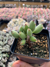 Load image into Gallery viewer, Cotyledon 'KONEKONOTUME' ‘Cat Claw’ - April Farm/Rare Succulents
