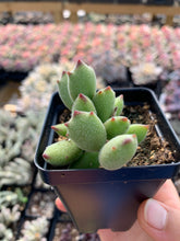 Load image into Gallery viewer, Cotyledon 'KONEKONOTUME' ‘Cat Claw’ - April Farm/Rare Succulents