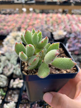 Load image into Gallery viewer, Cotyledon 'KONEKONOTUME' ‘Cat Claw’ - April Farm/Rare Succulents