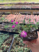 Load image into Gallery viewer, Drosanthemum floribundum (Coral) - April Farm/Rare Succulents