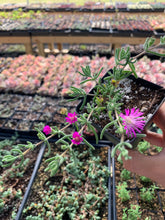 Load image into Gallery viewer, Drosanthemum floribundum (Coral) - April Farm/Rare Succulents
