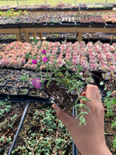 Load image into Gallery viewer, Drosanthemum floribundum (Coral) - April Farm/Rare Succulents